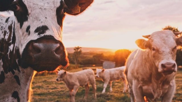 畜産業（農業）は事業再構築補助金の対象に！注意点と採択事例、おすすめのビジネスモデルを解説