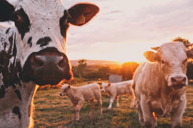 畜産業（農業）は事業再構築補助金の対象に！注意点と採択事例、おすすめのビジネスモデルを解説